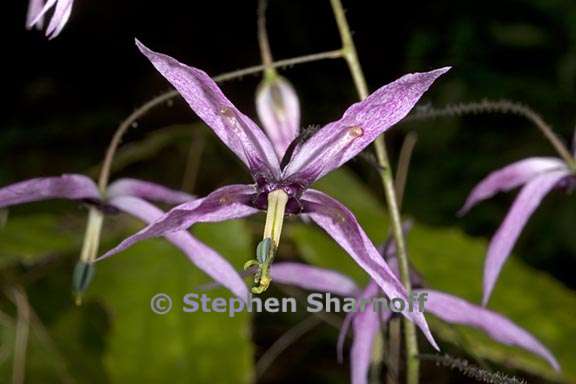 epimedium fargesii 2 graphic